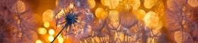 Кухонный фартук Мерцание Одуванчики золотистые 3 серебро в Ярославле - yaroslavl.katalogmebeli.com | фото
